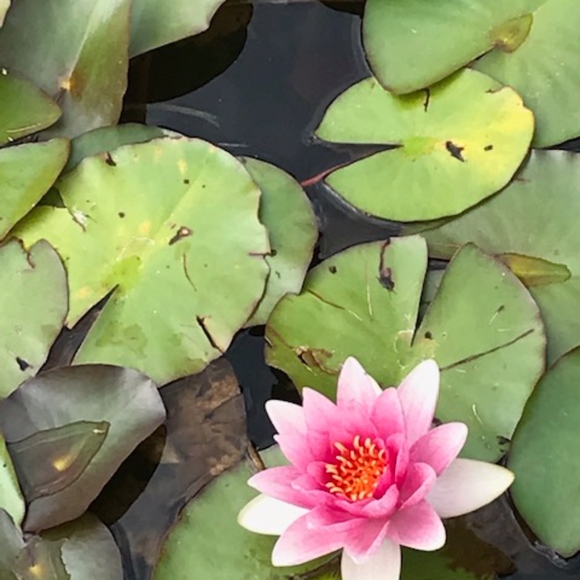 Meet your Posher, Leslie - Picture 1 of 2